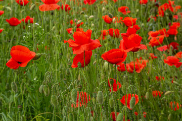 Papaver rhoeas or common poppy, red poppy is an annual herbaceous flowering plant in the poppy family, Papaveraceae, with red petals