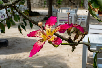 A large beautiful red-yellow flower grows on a tree branch. Ceiba splendid, Chorisia splendid.