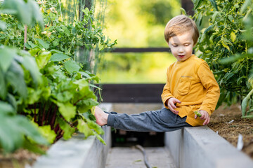 Cute toddler boy having fun in a greenhouse on sunny summer day. Child helping with daily chores.