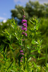 Purple loosestrife Lythrum salicaria inflorescence. Flower spike of plant in the family Lythraceae, associated with wet habitats