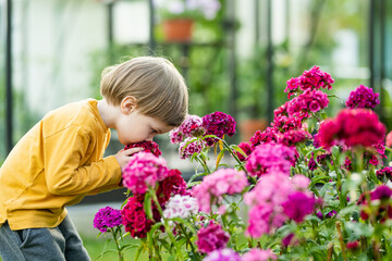 Little boy admiring assorted colorful flowers of Dianthus barbatus or the sweet William plant...