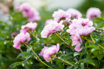 Beautiful pink peonies blossoming in the garden on summer evening. Beauty in nature.