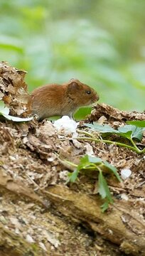 Vertical footage of pair of bank voles standing on the woods ground in daytime with blur background