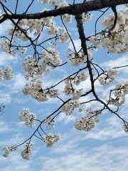 sakura 벚꽃  Cherry blossom