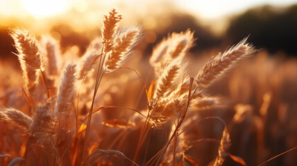Naklejka premium Beautifu wheat field at sunset. Generative AI
