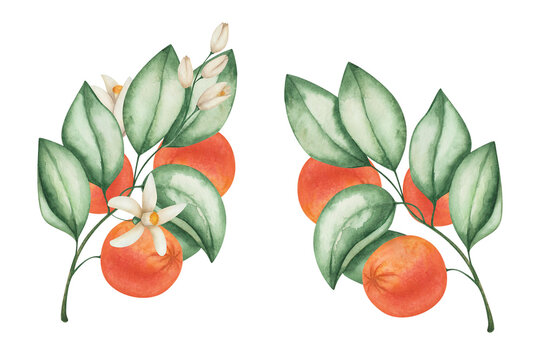 Watercolor set of illustrations. Hand painted oranges, grapefruits, tangerines on branches with green leaves, blooming flowers. Citrus fruits. Watercolor oranges, food. Isolated nature clip art