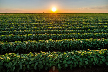 Golden sunset casting warm light over endless rows of soy crops in a rural farmland