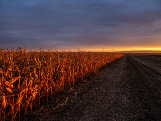 Sunset illuminates a path through a dry cornfield under a vast, dusky sky