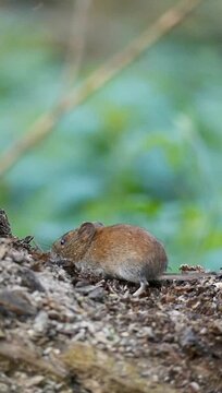 Vertical footage of a pair of bank voles running on the woods ground before one of them stop to eat