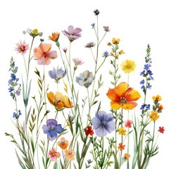 Beautiful watercolor painting of wildflowers