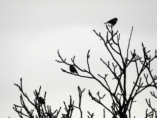 silhouettes of small sparrows sitting on the naked tree branches