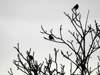 silhouettes of small sparrows sitting on the naked tree branches