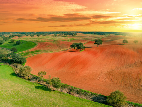 Arable field in autumn at sunset. Olive trees on the field. Rural landscape. Rolling fields on the hills. Alvalade, Portugal