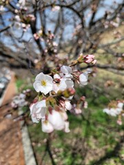 sakura 벚꽃  Cherry blossom