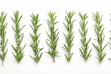 Side view of fresh rosemary in line, isolated on white backdrop, creating symmetry and order.