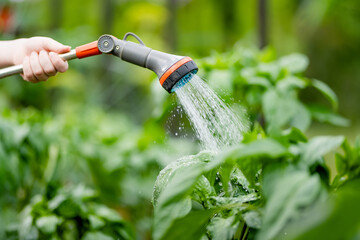 Close-up of hose nozzle watering vegetables in a greenhouse on sunny summer day. Growing own herbs and vegetables in a homestead. - obrazy, fototapety, plakaty