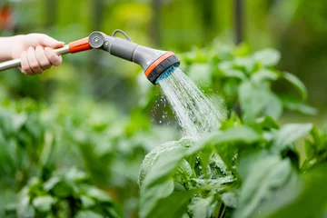 Foto op Canvas Close-up of hose nozzle watering vegetables in a greenhouse on sunny summer day. Growing own herbs and vegetables in a homestead. © MNStudio