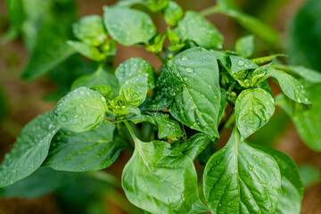 Cultivating bell peppers in a greenhouse on summer day. Growing own fruits and vegetables in a...