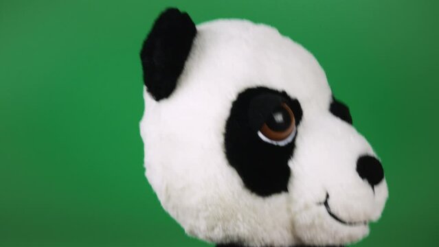 Stuffed and fluffy plush toy panda bear playing and dancing on a green background.