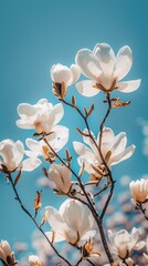 A branch of delicate magnolia flowers against a vibrant blue sky, creating a tranquil and harmonious scene