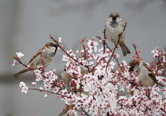 Sparrows perched on a beautiful flowering tree. The birds eat the flowers of the tree.