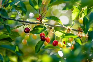 Gordijnen Ripening cherry fruits on a cherry tree branch. Harvesting berries in cherry orchard on sunny summer rain. © MNStudio