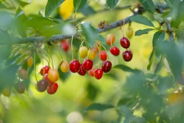Gordijnen Ripening cherry fruits on a cherry tree branch. Harvesting berries in cherry orchard on sunny summer rain. © MNStudio