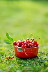 Gordijnen Ripe red cherries with green stems in red bowl on green grass. © MNStudio