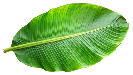 Tropical green palm leaf cut out