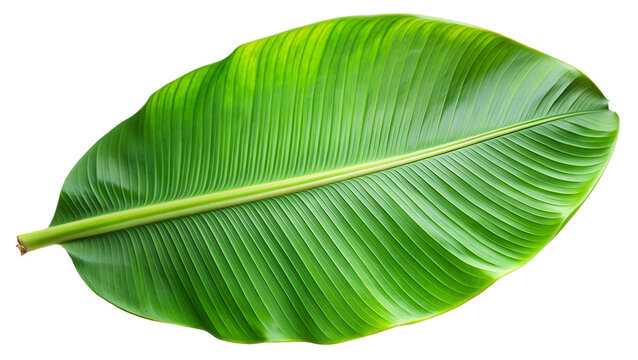 Tropical green palm leaf cut out