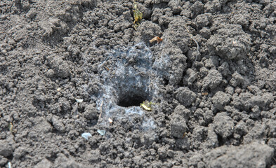 spider hole in the ground is treated with cobwebs