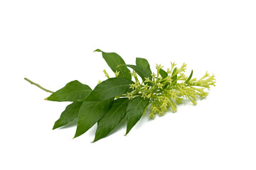 A blooming branch of the queen night (Cestrum nocturnum) in april