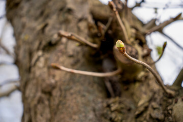 Chestnut tree in spring, March, branch with buds and young leaves, select focus