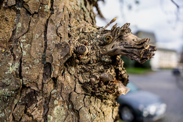 Natural image of bark texture on a wooden tree,artistic tropical bark surface as background