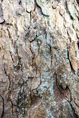 Close up of old tree bark texture in the forest