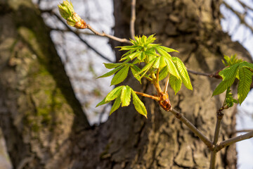 Green leaf of chestnut blossomed on a branch. Close-up