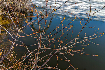A tree with budding buds on the riverbank on a spring day