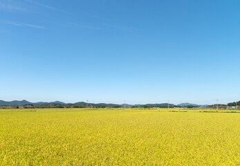 Fototapeta premium View of the rice field before harvest in autumn