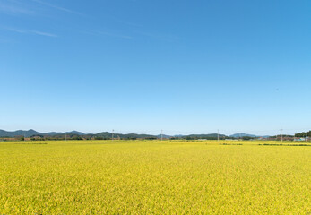 View of the rice field before harvest in autumn