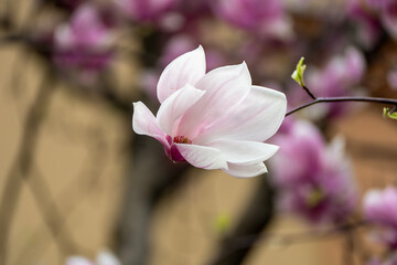 beautiful magnolia blossoms. Lovely white and pink magnolia flowers, Spring flowering trees