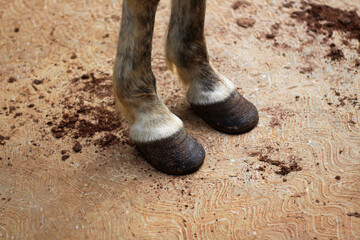 close up of white horse's legs