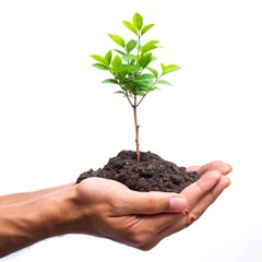 hand holding, tree for planting. concept eco earth day,  World Earth Day Earth Day concept Save the Earth