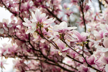 Fototapeta premium beautiful magnolia blossoms. Lovely white and pink magnolia flowers, Spring flowering trees