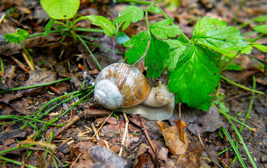 The snail is crawling through the forest, Roman snail, Helix pomatia