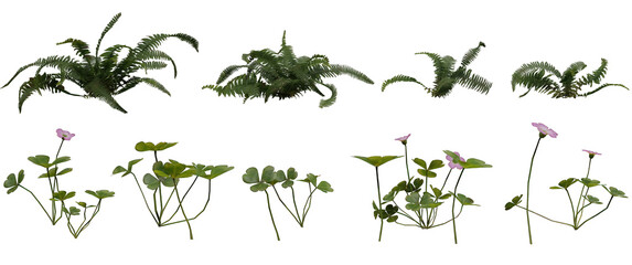 assorted green garden ferns isolated on transparent background, three dimenstional  render 