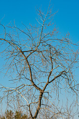 A withered tree in a city park on a spring day