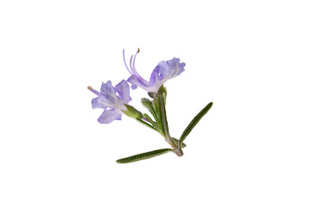 Naklejka premium blue rosemary flowers isolated on a white background 