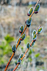 Willow branch with budding buds on a spring day