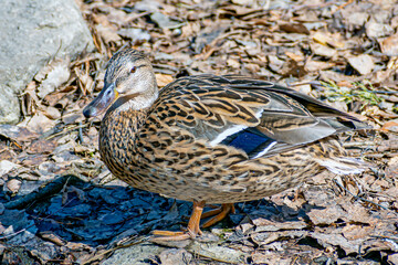 A young duck on the riverbank on a spring day