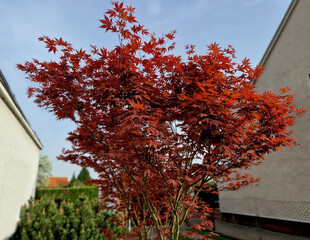 Bloodgood backdrop of a Japanese garden. It is a taller shrub of air habit. thicken the crown to...